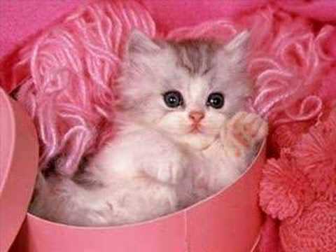 Cute cats and dogs - YouTube