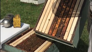 Another Way To Increase Colony Numbers & Control Swarming