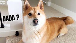 Shiba Inu's Reaction When Hears Dada Coming Home | Super Shiba by Super Shiba 1,120 views 11 months ago 1 minute, 6 seconds