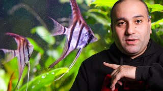 Gi2Gi და თევზები - წყლის გამოცვლის ვიდეო 4K