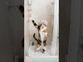 A cheerful cat's dance!