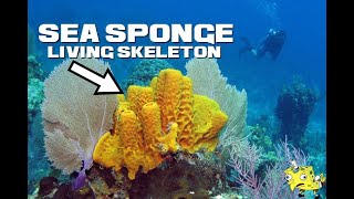 Sea Sponge Facts - The Living Breathing Skeleton - Animal A Day