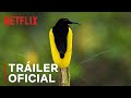 Bailando con los pájaros | Tráiler oficial | Netflix