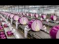 Inside the Largest U.S. Factory: How Millions of Tons of Onion Powder Are Made | Full Process