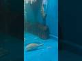 水族館で見つけた怖すぎる魚 #魚 #水族館 #うつぼ ??