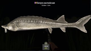 :               4 4