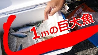 1mの巨大魚つれた!?沖縄の海で釣りしてみたら。