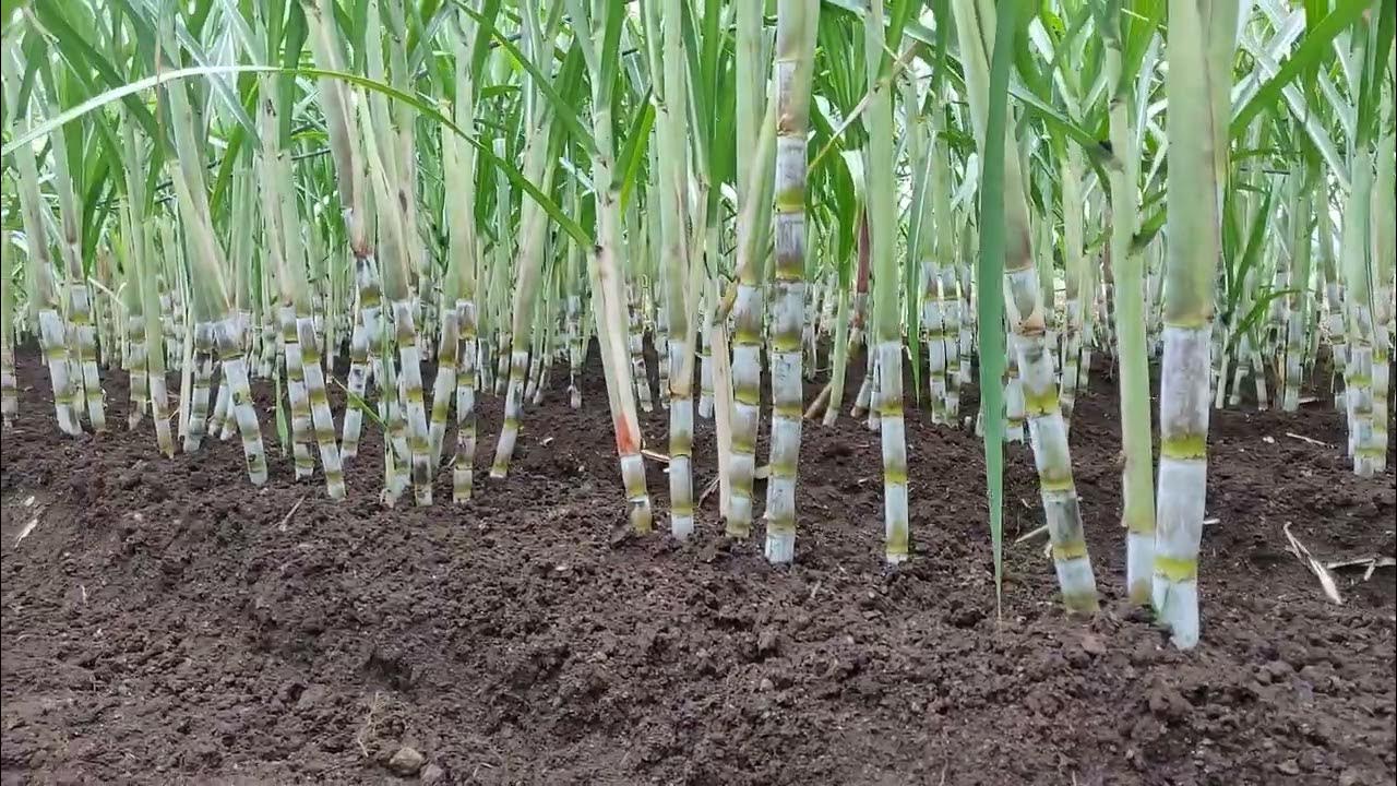 how to soil and clean sugarcane YouTube