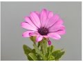 CALENDULA DE CABO (DIMORPHORTECA AURANTIACA) PLANTAS ORNAMENTALES