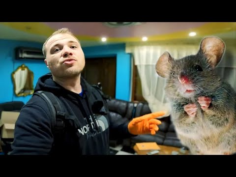 Souris dans un salon : mon piégeage mécanique filmé