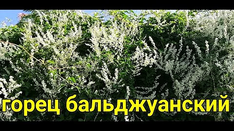 ☝🌿А НЕ ПОСАДИТЬ ЛИ НАМ ГОРЕЦ НА ДАЧЕ? ГОРЕЦ БАЛЬДЖУАНСКИЙ. ГРЕЧИШНИК