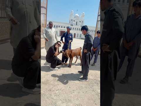 Finally bakra Eid arrived 🤩| Dr Zee Khan Eid Diaries #drzeekhan #eiduladha #bakraeid #shorts