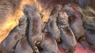 German Shepherd Puppies Just Born | Puppy Chorus of New Life | 9 Males & 1 Female | #shorts