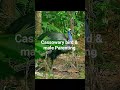 Cassowary bird is 2meters tall &amp; the males look after chicks; 25 July 2025