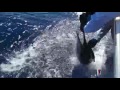 2016 Los Cabos Billfish Tournament | Team Hooray | Striped Marlin