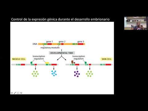 Video: ¿Cómo se llama la vasta red del cuerpo que controla la expresión genética?