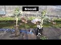 ブロッコリーのペットボトル栽培 / Broccoli Plasticbottle Cultivation