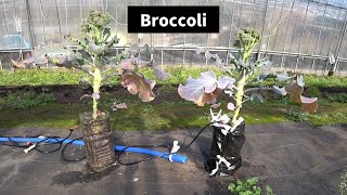 ブロッコリーのペットボトル栽培 / Broccoli Plasticbottle Cultivation