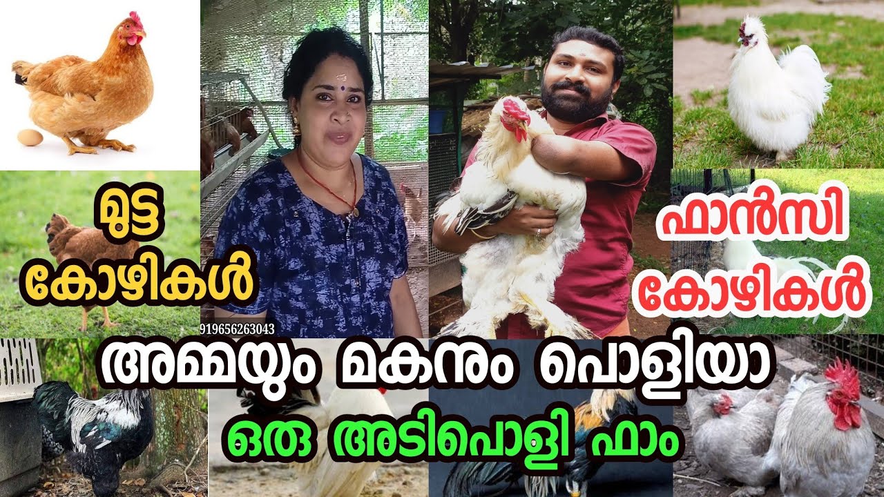 SK POULTRY Farm visit in Kozhikode MalayalamFancy kozhi farm kerala
