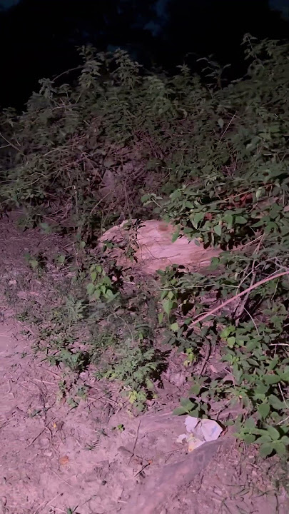 Download lagu Expose haunted tree 😱