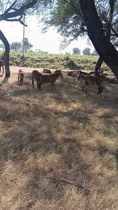 pottel fighting #fighting #pottel #trending