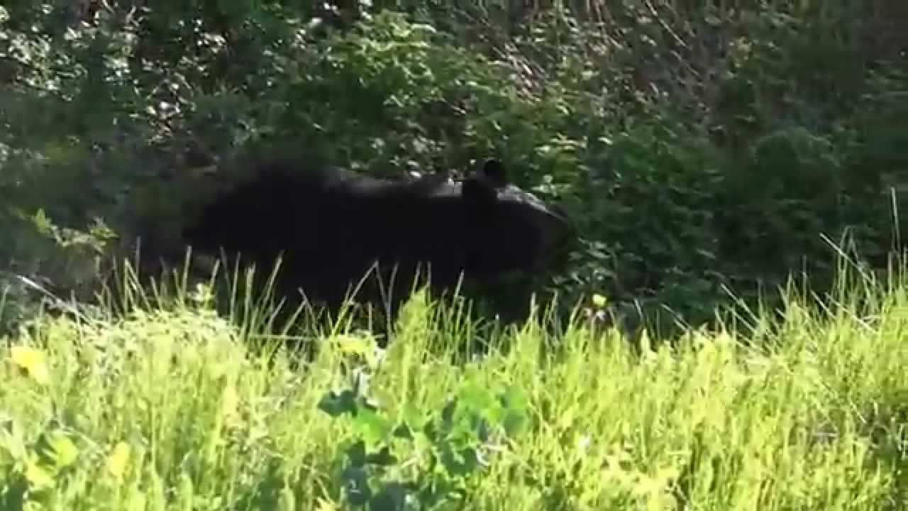 Mother And Baby Black Bears In Juneau Alaska YouTube Mother And Baby Black Bears In Juneau Alaska YouTube