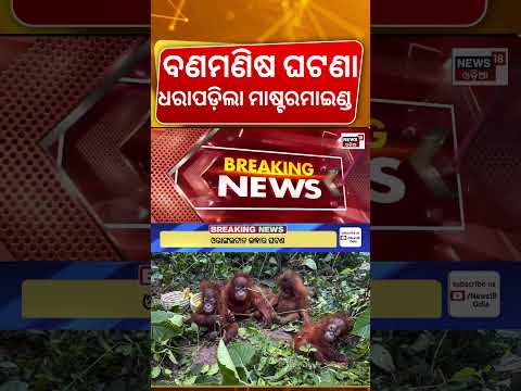 ବଣମଣିଷ ମାଷ୍ଟରମାଇଣ୍ଡ ଗିରଫ ! Mastermind Detains On Oragutans Case | Oragutans In Odisha | Bana Manisha