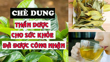 Chè dung - Thần dược liệu cực tốt cho sức khỏe đã được công nhận