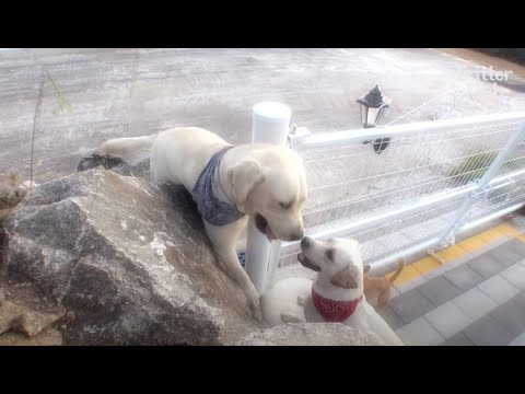 वीडियो: क्या कुत्ते अन्य कुत्तों के साथ प्यार में पड़ जाते हैं?