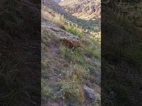 این سنگ نشان یک قبر مهم در شیب دره شبیه وزغ نیست گنج یابی دفینه یابی لحظه پیدا شدن گنج قبر یهودی