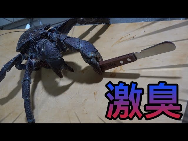 It was shocking to judge yasigani（Coconut crab) who grew up