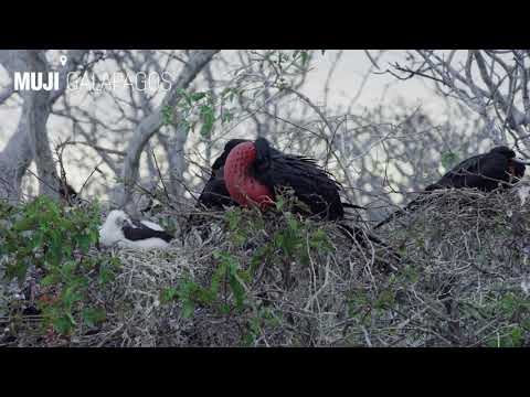 MUJI 無印良品: MUJI GALAPAGOS - day9 - YouTube