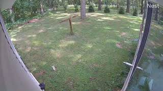 Coyote attacks chicken in back yard