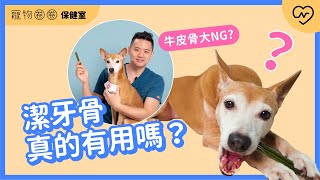 【潔牙骨迷思】潔牙骨真的潔牙嗎牛皮骨會讓狗勾牙齒崩裂寵物圈圈保健室Ep.11 妞新聞