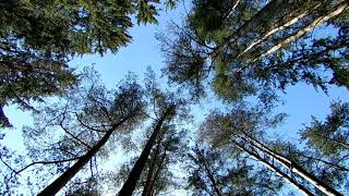 Relax Sounds of Nature Tree Bird Song - Relaxation, Focus, Calm, Joy, Happiness, Concentration