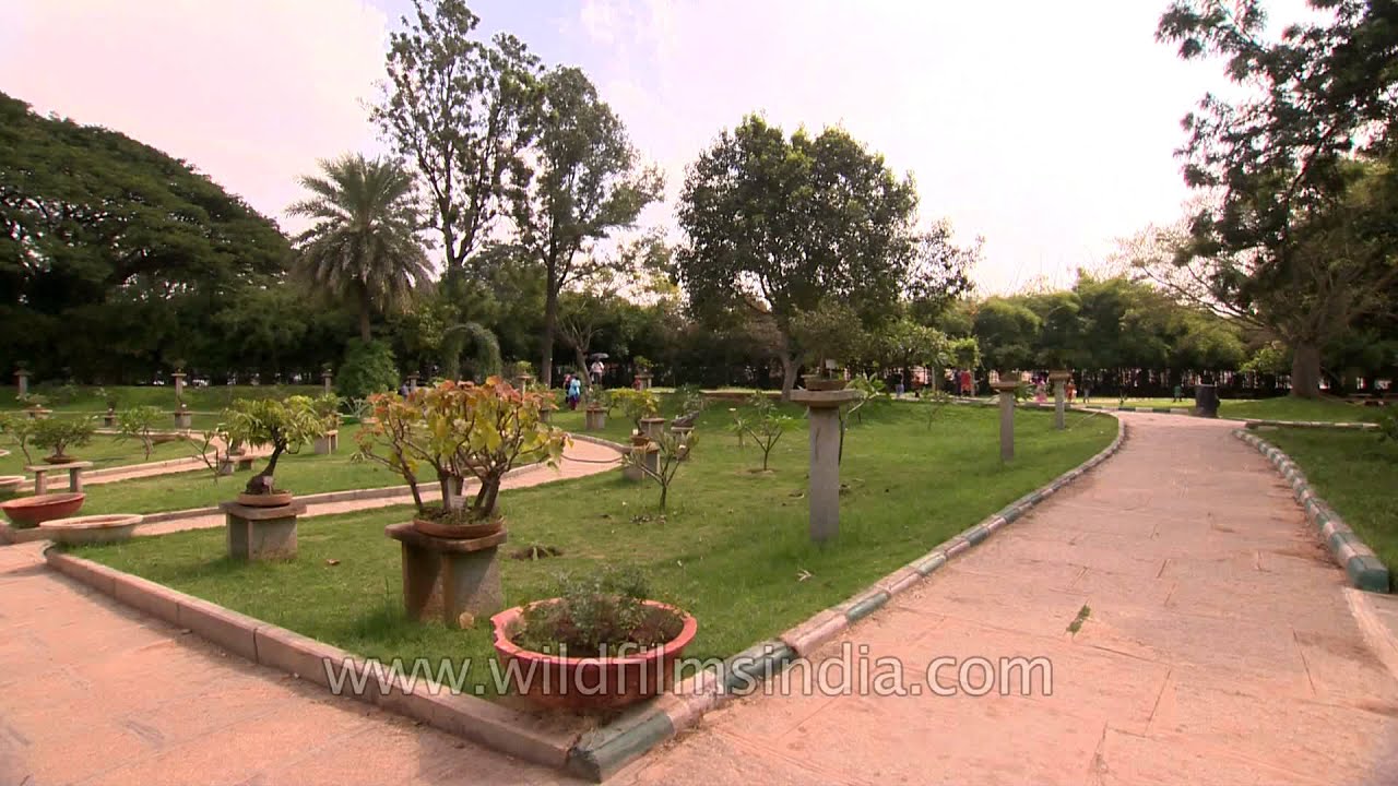 70 years old  Dwarf Semal or Bombax ceiba tree