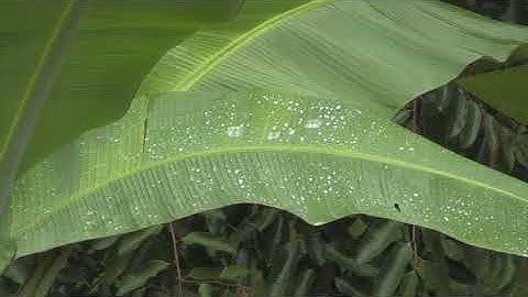 تلاوة رائعة | للشيخ محمد ايوب | سورة ق