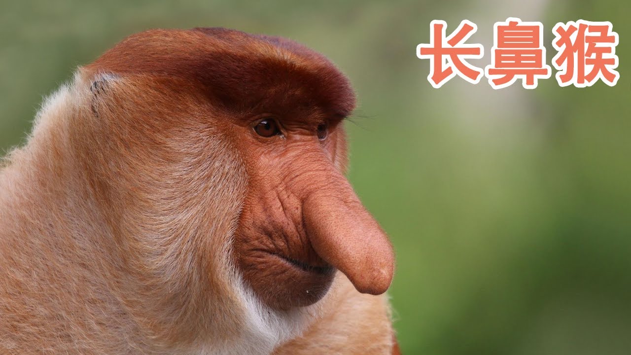 鼻子最长的猴子 长鼻猴 Youtube