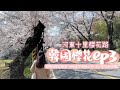 【Korea VLOG】韓國隱世櫻花美景河東十里櫻花路🌸｜ 看厭了首爾景色的話必到!🥰｜必看懶人到達方法!!!