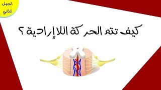 كيف تتم الحركة اللاإرادية ؟