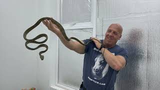 MALAYSIAN SNAKES YOU&#39;VE NEVER SEEN BEFORE | SPECIES AWARENESS