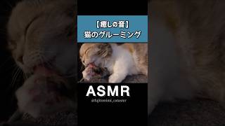 【ASMR】寝る前に見てほしい…猫のやさしい毛づくろい音😴