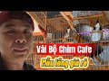 Chim cafe, Mẫu Lồng Giá Rẽ Bình Dân