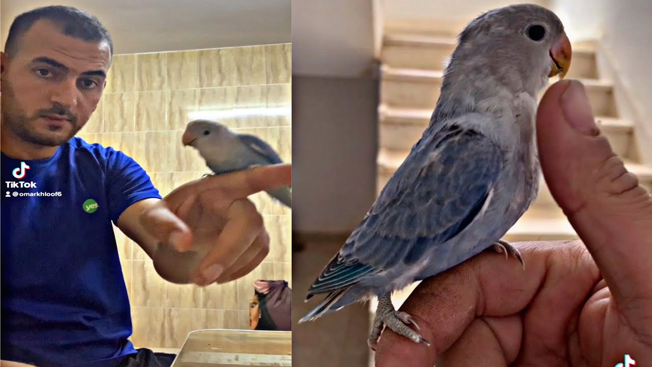 ترويض وتدريب فرخ روز على الهدد من عمر ٢٨ لعمر ٤٥ يوم خطوه بخطوه