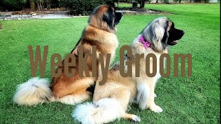 How To Groom Your Dogs At Home  Leonbergers (Gentle Giants)