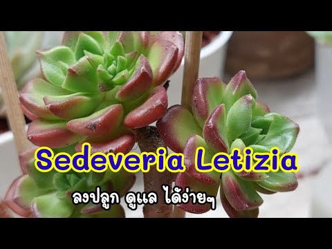 วีดีโอ: ข้อมูลเลติเซีย – วิธีการดูแล Sedeveria 'Letizia' Succulents