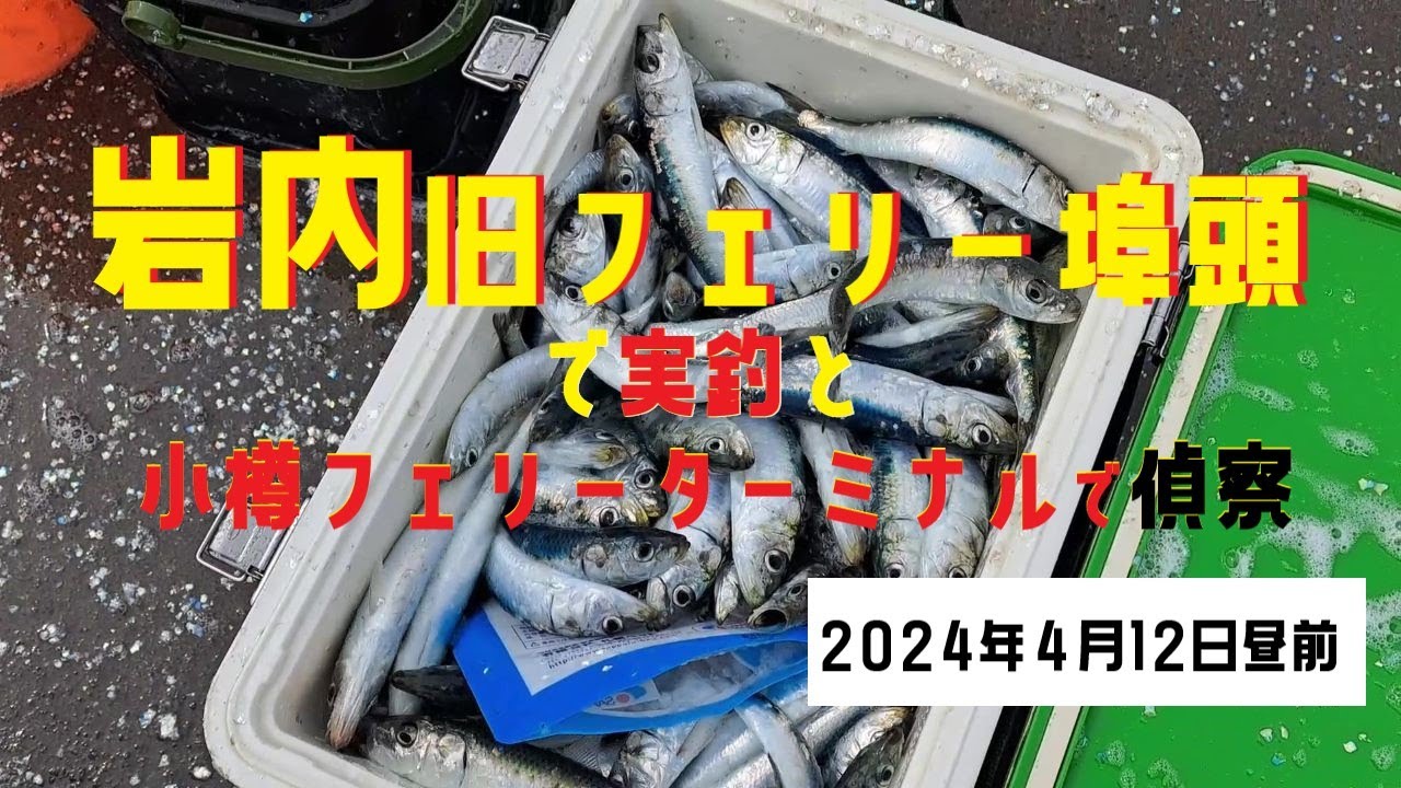 【海釣り】岩内でイワシ爆釣小樽は偵察ホッケとイワシ2024年4月12日昼前