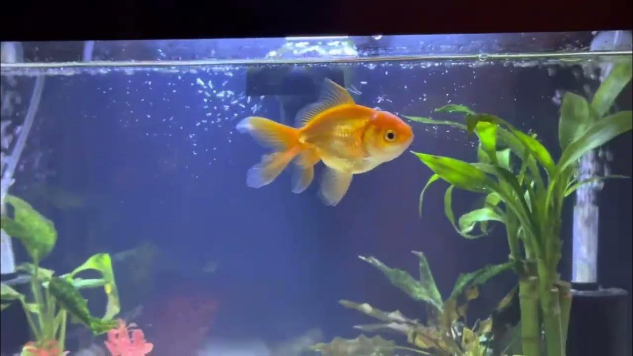Goldfish in 10 gallon tank alone YouTube