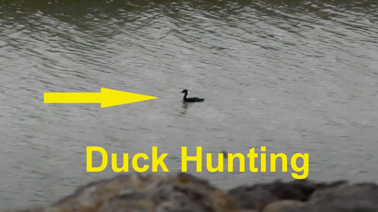 Duck Hunting | Best Hunting Video - YouTube