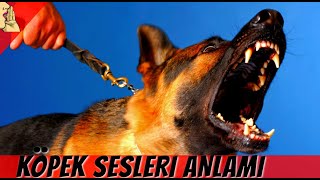 Kopek Sesi Kopek Havlamasi Gercek Kopek Sesi Anlami Dog Wof Sound Kopeksesi Kopek Kopekler Youtube